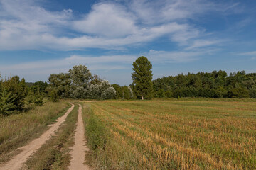 Fototapeta premium road in a meadow leading to the forest, summer day outside the city
