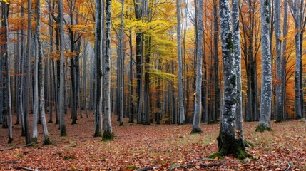 Fototapeta premium Coniferous Forest: Evergreen forests primarily consisting of cone-bearing trees, adapted to cold environments with their needle-like foliage and resinous bark. 