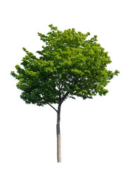 Maple tree with green leaves isolated on white