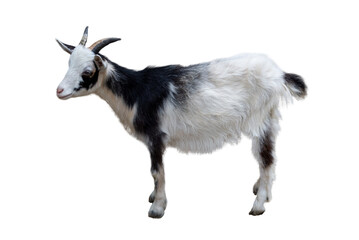 Young goat isolated