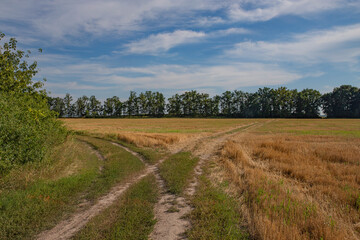 crossroads, yellow mowed field and green grass, trees and blue sky