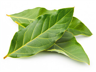 Obraz premium Bay leaves with glossy green color isolated on a white background