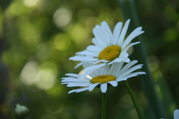 two daisies on a green background