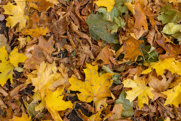 Fallen autumn leaves on the ground