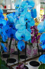 Rare and beautiful blue Phalaenopsis orchid