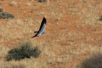 The Secretary Bird (Sagittarius serpentarius), a well known killer snakes that forages for food on the ground.