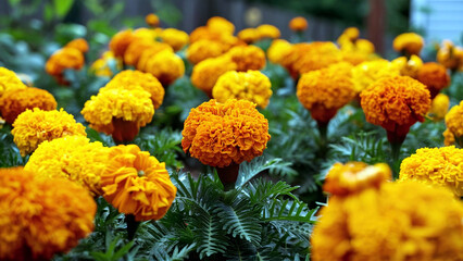 Vibrant marigold flowers in full bloom with a soft garden background, perfect for festive themes and celebration decorations. 