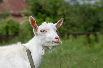 Obraz premium Little funny goat baby running in summer. Farm animals.
