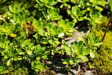 Green stonecrop and moss growing on rocky surface. Natural light, outdoor setting.
