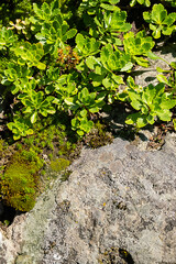 Green stonecrop and moss growing on rocky surface. Natural light, outdoor setting.