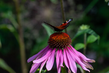 Butterfly standing on Echinacea ready to fly