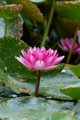 A pink water lily poking up out of leave