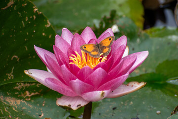 Small orange butterfly on a pink water lily
