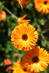 Round orange flower