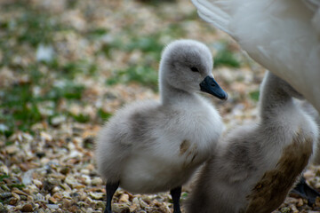 Small grey baby swan (cygnet)