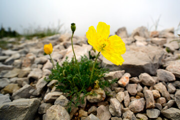 Obraz premium Gelber Alpen-Mohn // Alpine poppy (Papaver alpinum / (Papaver alpinum cf. subsp. rhaeticum) - Blidinje Nationalpark, Bosnien-Herzegowina