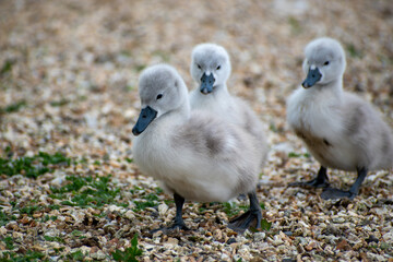 3 small grey baby swans (cygnets) off on an adventure