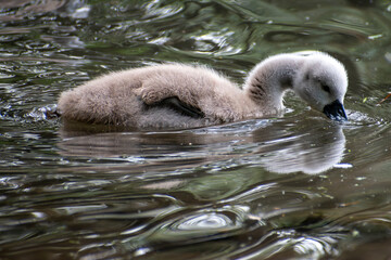 Small grey baby swan (cygnet) looking for food under water