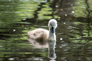 Small grey baby swan (cygnet) swimming on water and looking at the camera