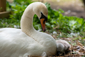 Mother mute swan protecting her young cygnet