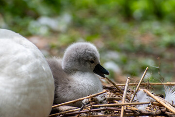 Small baby swan (cygnet) getting to grips with a stick in the nest