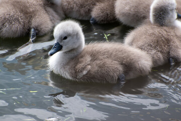 Small grey baby swan (cygnet) swimming on water