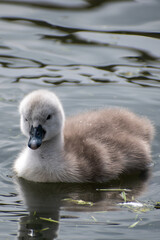 Small grey baby swan (cygnet) swimming on water