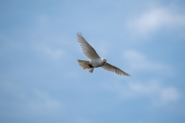 A white dove flying in the blue sky