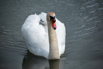 Adult male mute swan swimming on a lake