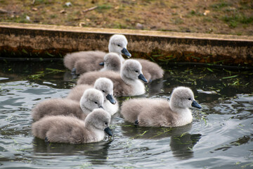 A group of baby swans (cygnets) swimming on some water