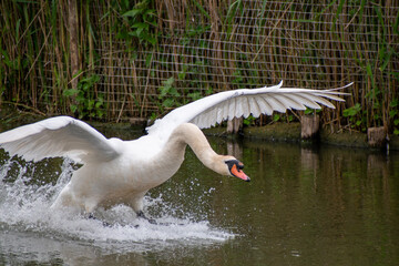 Adult mute swan coming into landing on water