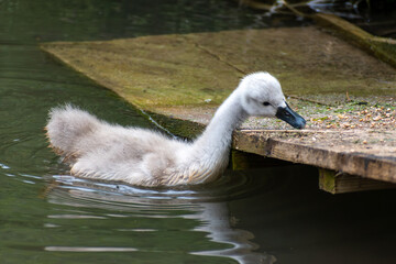 Small grey baby swan (cygnet) stretching for some food