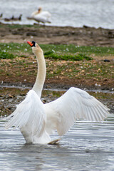 Adult mute swan stretching its wings and neck
