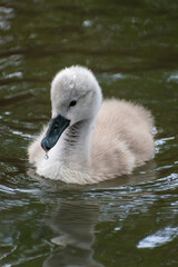 Small grey baby swan (cygnet) swimming on water