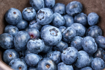Freshly picked organic blueberry in a bowl close up. Delicious fresh berries