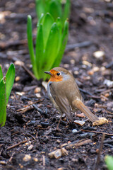 A small robin on the ground