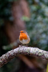 A small robin standing on a tree branch