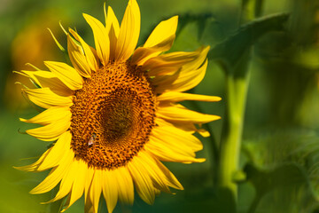 Campo di girasoli