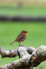 A small robin standing on a tree branch