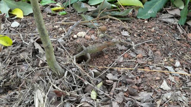 Chameleons lay eggs in holes they dig.