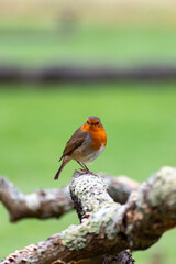 A small robin standing on a tree branch