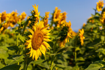 Campo di girasoli
