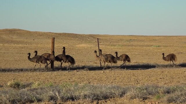 Flock of emus walking near dingo long fence in South Australia