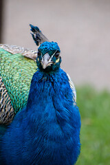 Close up of an adult male peacock