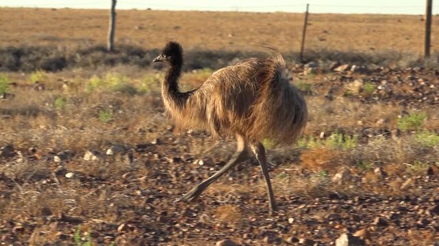 Emu walking near dingo long fence in South Australia
