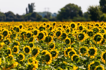 Obraz premium Campo di girasoli