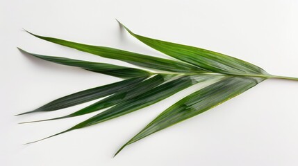 Fototapeta premium Pandanus leaf on white background