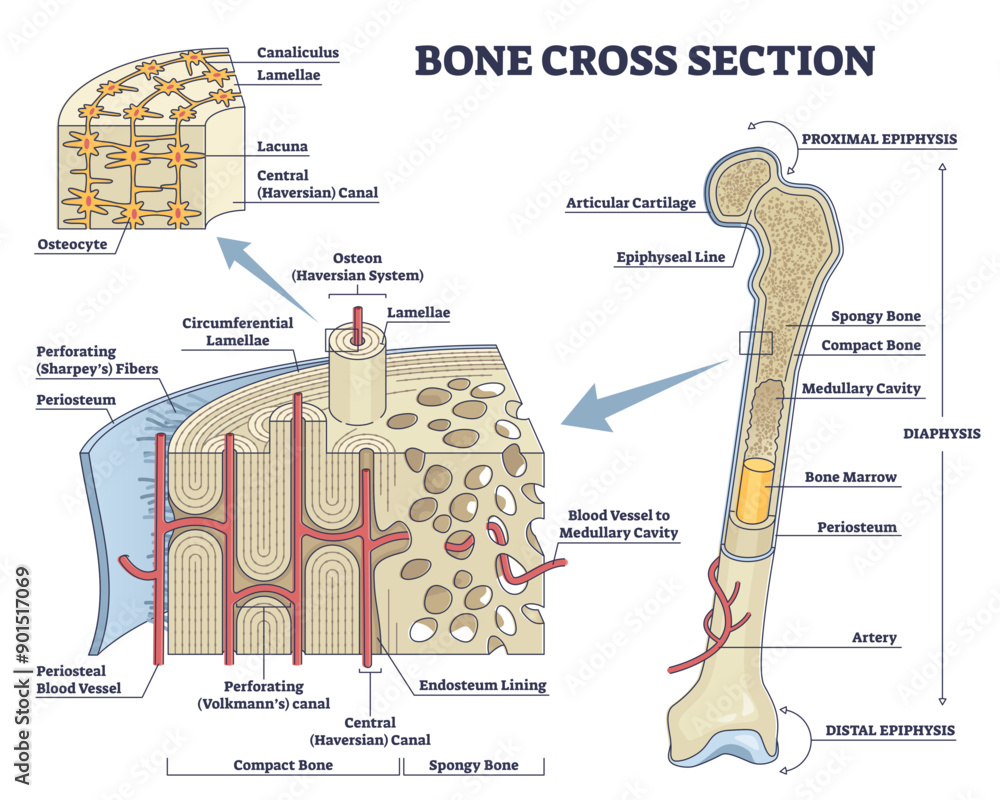 Poster bone cross section and isolated anatomical detailed structure outline diagram, transparent backgroun