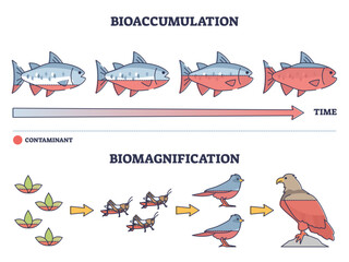 Bioaccumulation vs biomagnification toxic poisoning process outline diagram, transparent background. Labeled educational environmental danger chain with nature organisms.