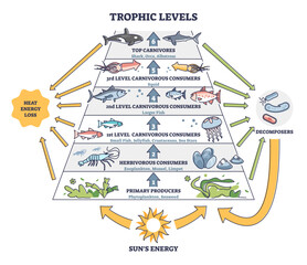 Trophic levels in water wildlife as ocean food chain pyramid outline diagram, transparent background. Labeled educational division and classification.